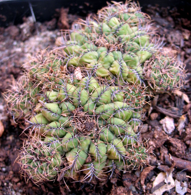 cactusident2.jpg