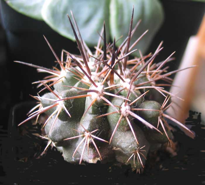 cactusident3.jpg