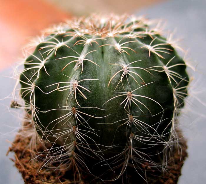 cactusident4.jpg