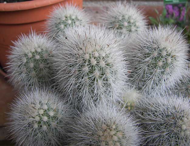 cactusident51.jpg