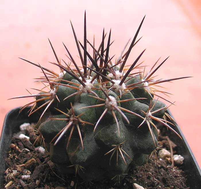 cactusident6.jpg