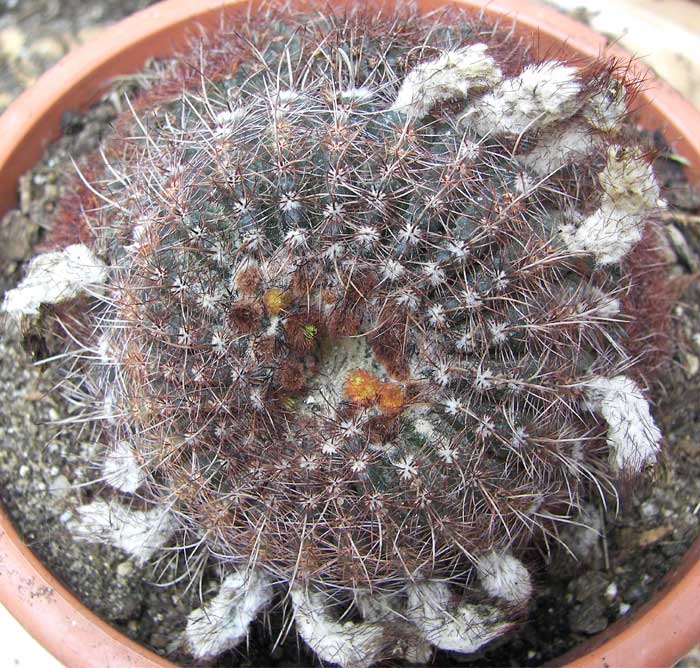 cactusident61.jpg