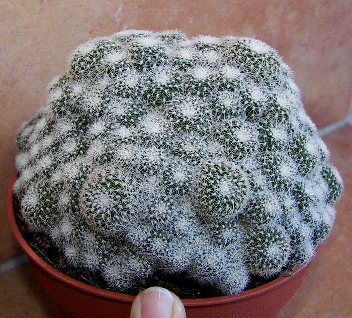 cactusident8.jpg