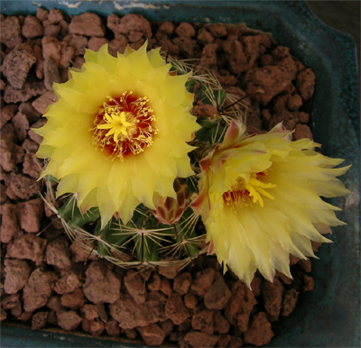cactusillo%20amarillo%20recortado.jpg