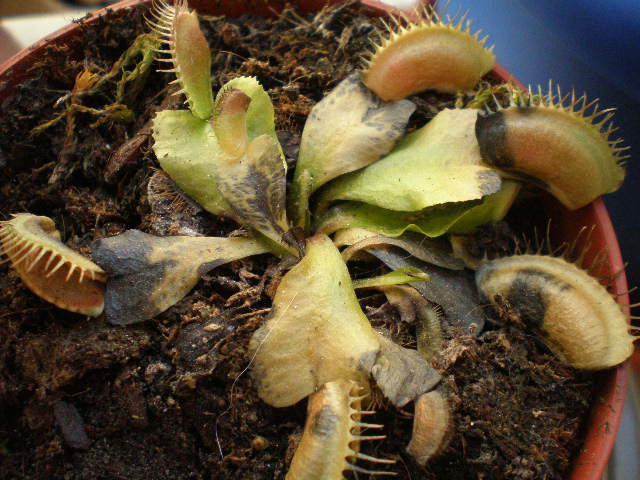 cactusillos 001.jpg