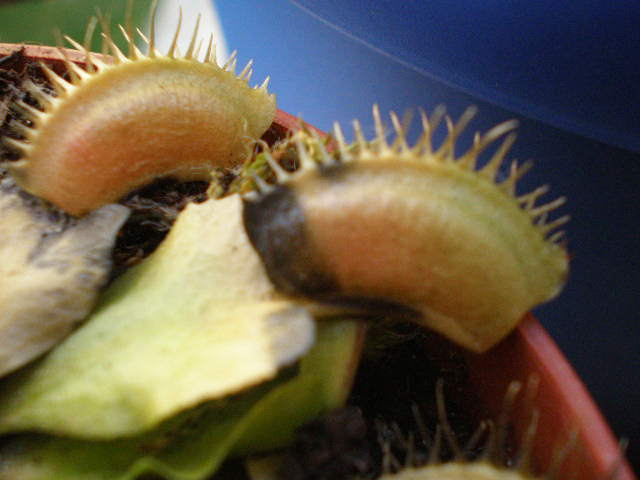 cactusillos 004.jpg