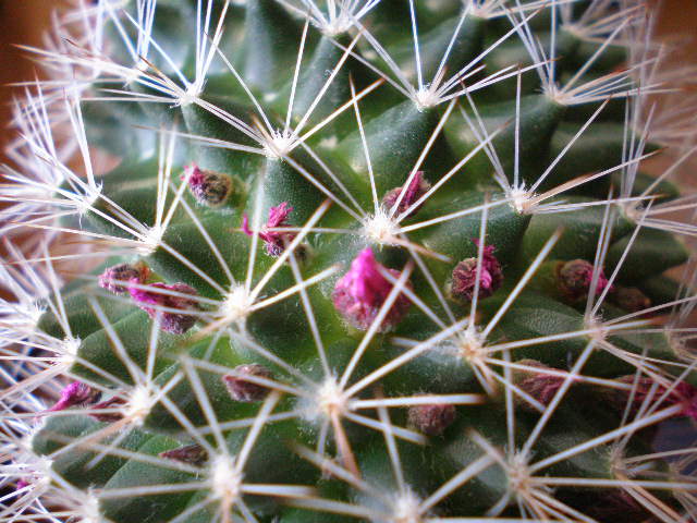cactusillos 013.jpg