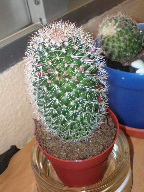 cactusillos 015.jpg