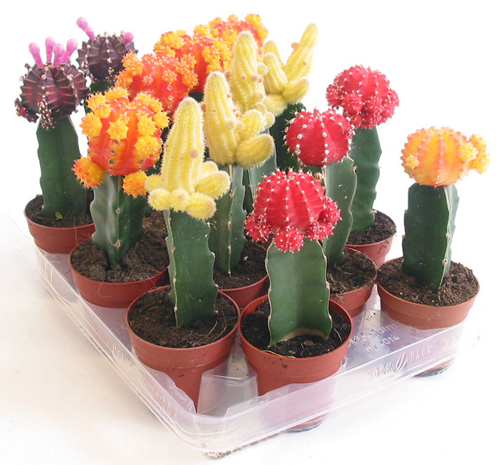 cactusinjertados.jpg