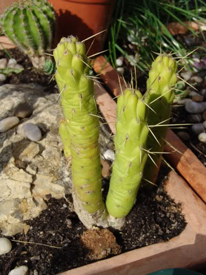 cactusJ.jpg