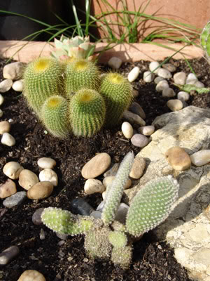 cactusK.jpg