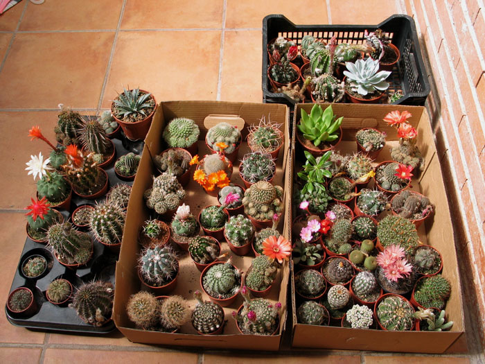 cactusluisbru.jpg