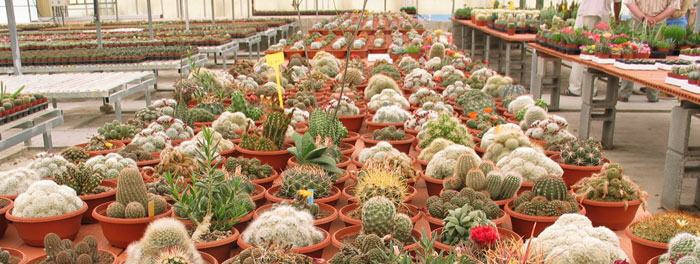 cactusluisbru1.jpg