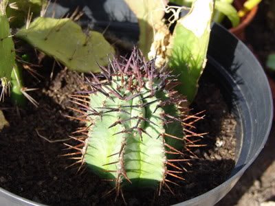 cactusM.jpg