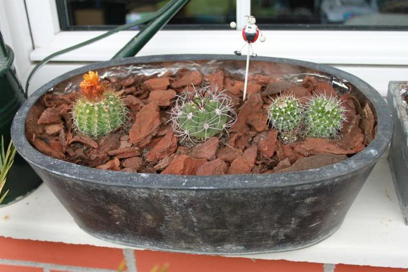 cactusmaceta1.jpg