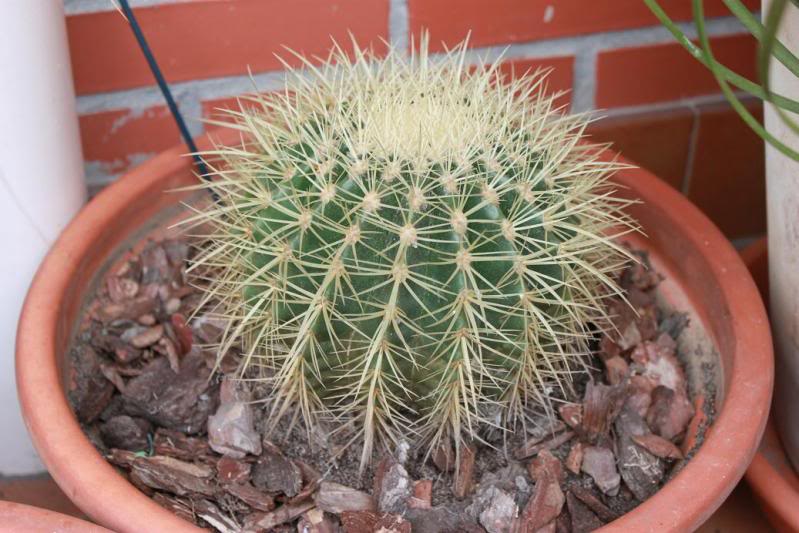 cactusmaceta4.jpg