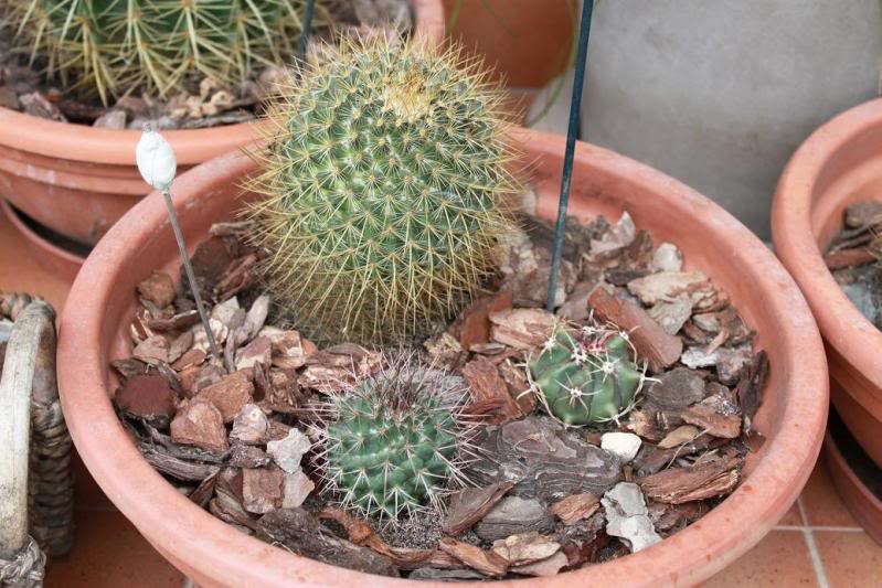 cactusmaceta6.jpg