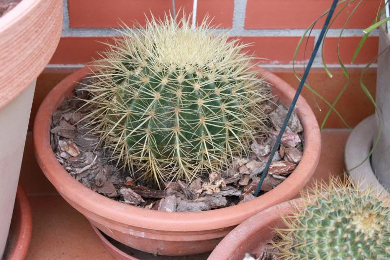 cactusmaceta7.jpg