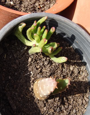 cactusN.jpg