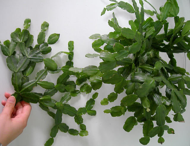 cactusnavi.jpg