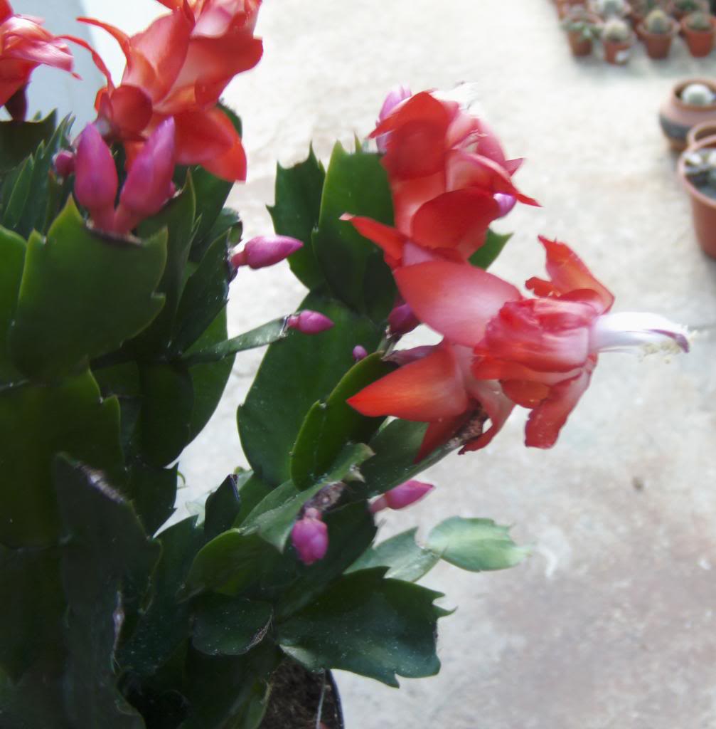 cactusnavidadflores20132_zpsb3a2a1df.jpg