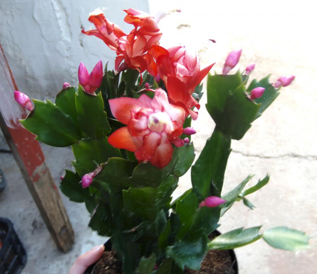 cactusnavidadflores2013_zps52f9bde7.jpg