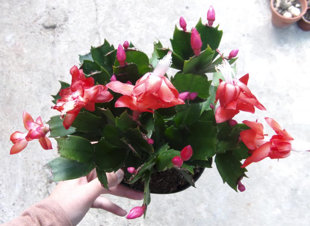 cactusnavidadflores42013_zps0bdf1e3c.jpg