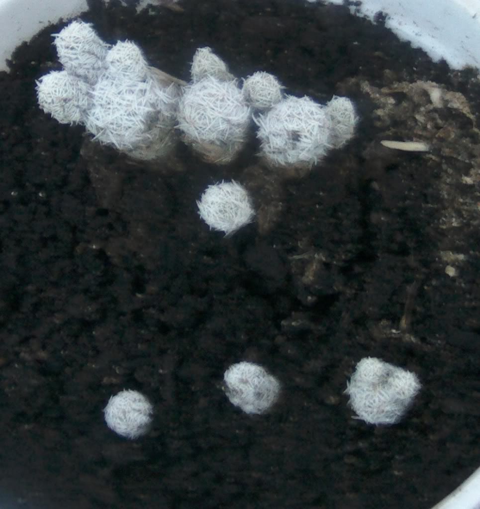 cactusnuevo.jpg