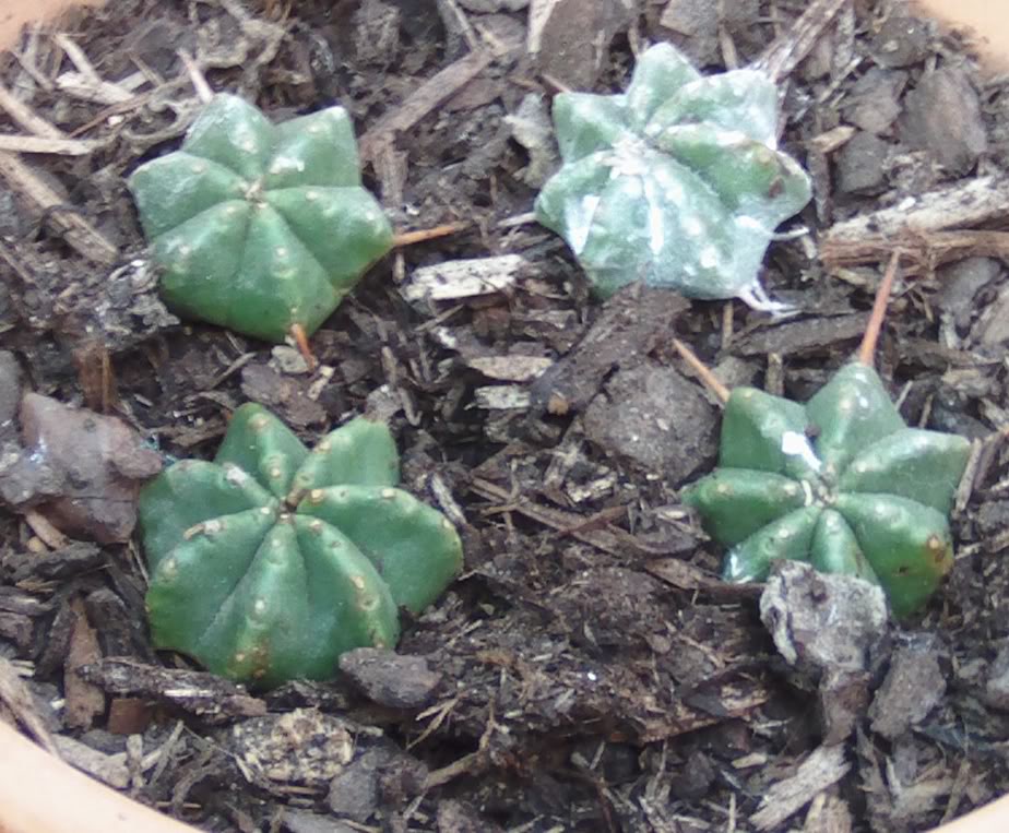 cactusnuevospeques-1.jpg