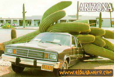 cactuspesado.jpg