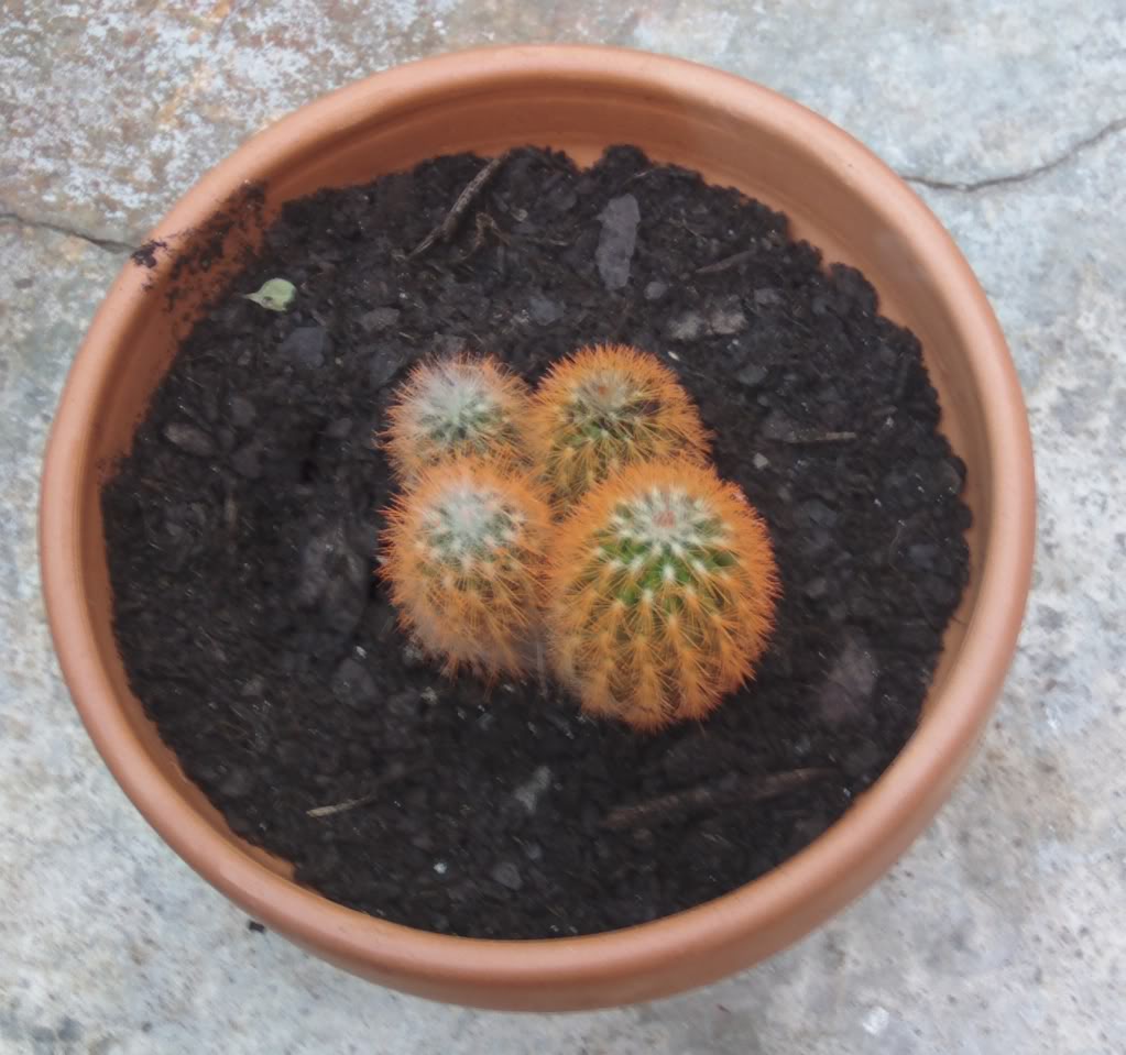 cactuspintado2.jpg