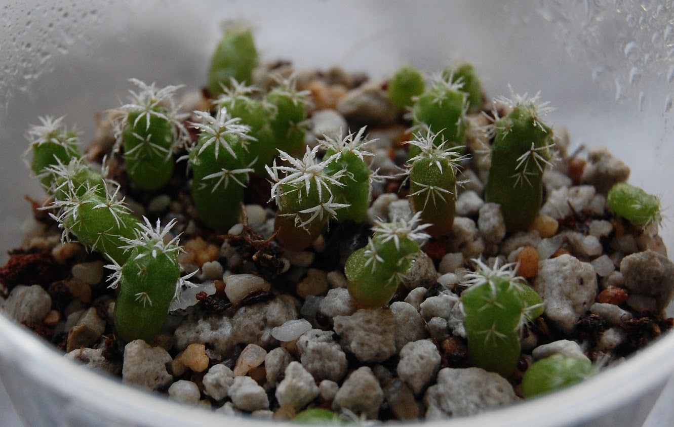 cactusplus5-3-12-9.jpg