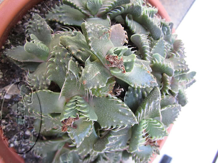 CACTUSS.jpg