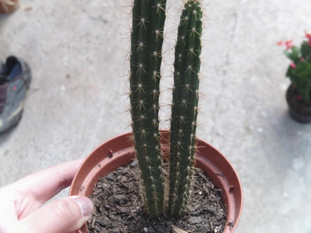 Cactussemilladelgado3_zps9d916437.jpg