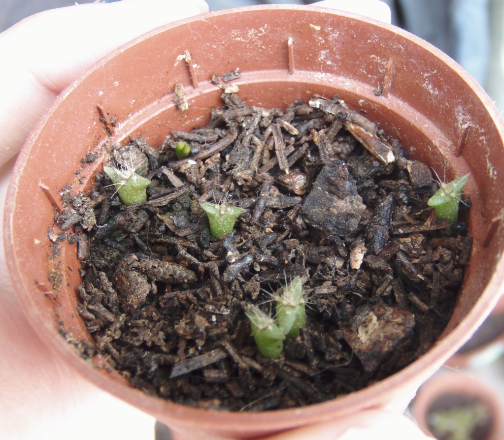 cactussemillerodos.jpg