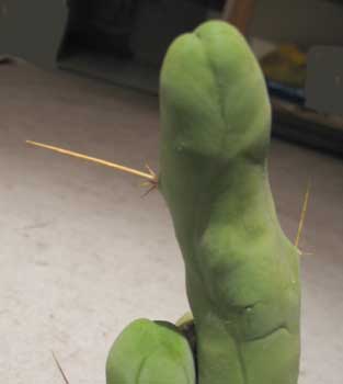 cactussessualanvi.jpg