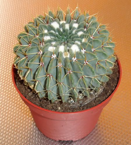 cactussp04_2008.jpg