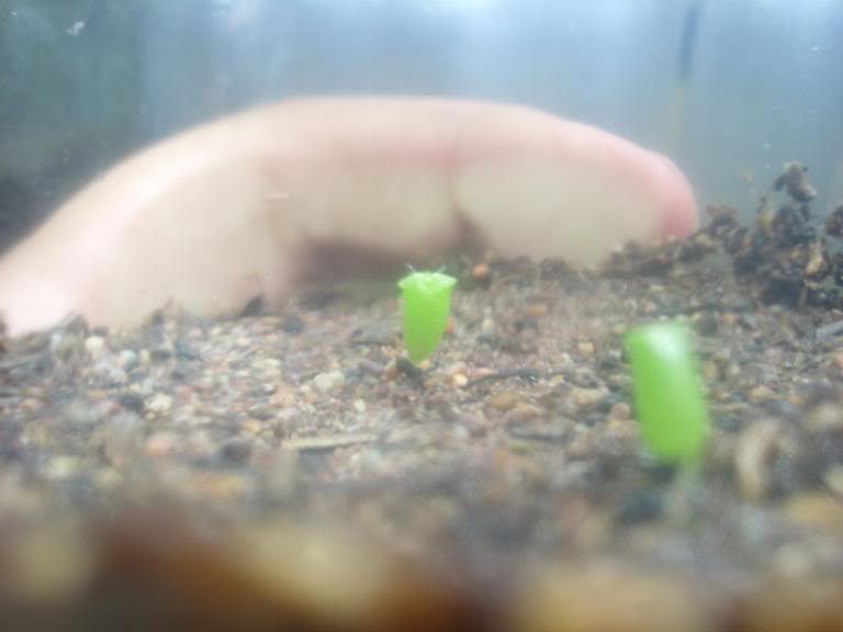 cactustricho.jpg