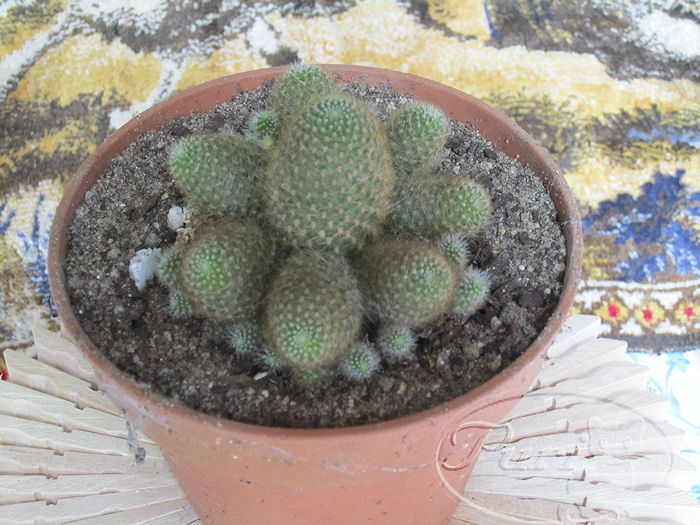 CACTUSuu.jpg