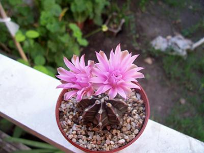 cactusy%20crasas%20004.jpg