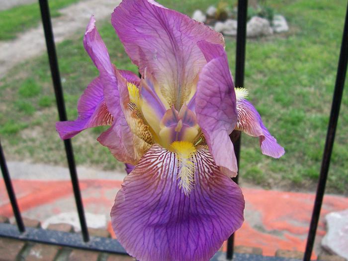 cactusy_crasas_0171.JPG