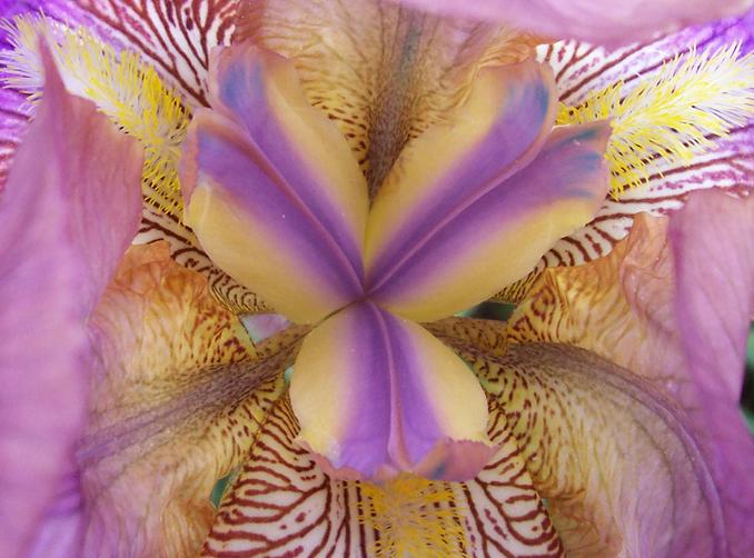 cactusy_crasas_0181.JPG