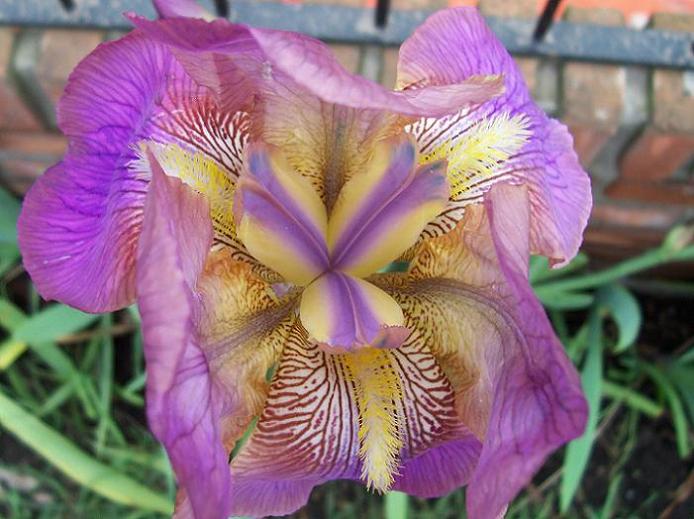 cactusy_crasas_0191.JPG
