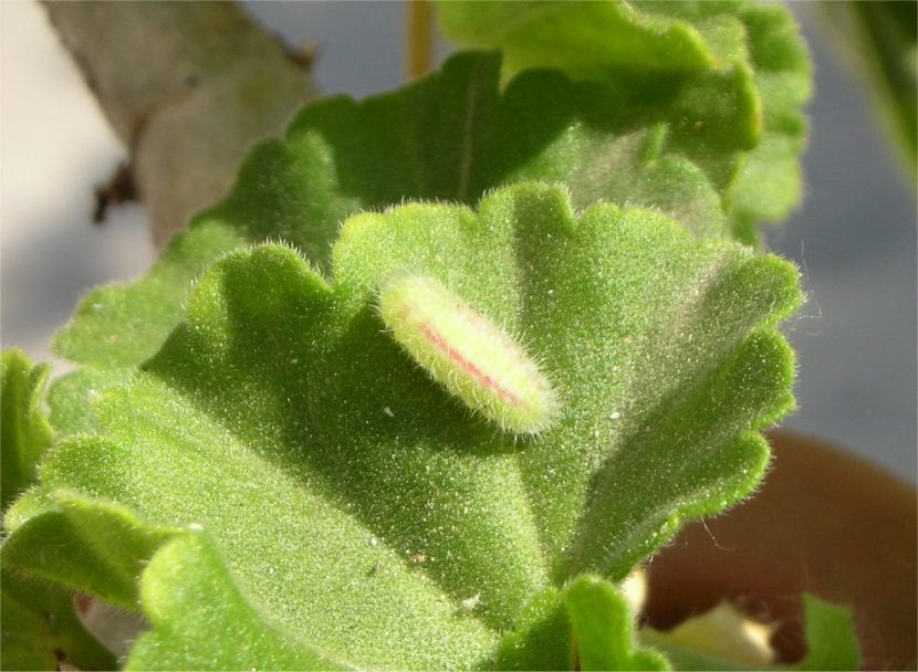 Cacyreus_marshalli_larva-830x608.jpg
