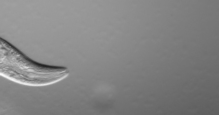 caenorhabditis-elegans-nematodo-del-suelo-en-movimiento-fuente-wikipedia.gif