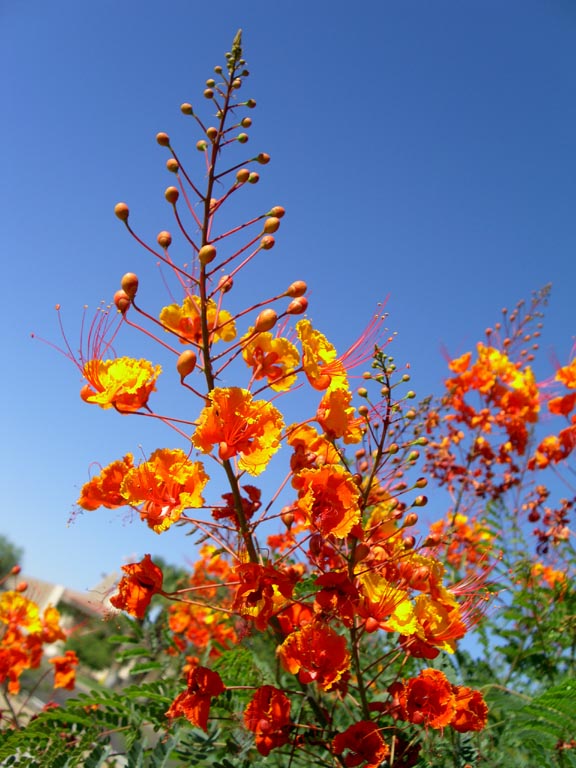 Caesalpinia%20pulcherrima%20flowers.JPG