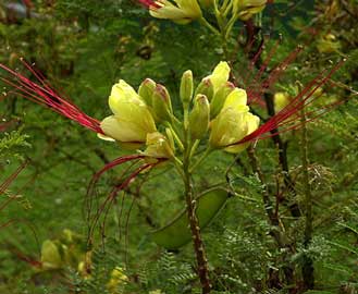 caesalpinia-gilliesii-flore.jpg