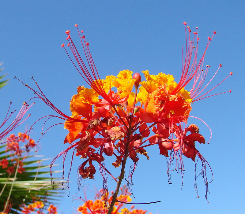 caesalpinia_pulcherrima.jpg
