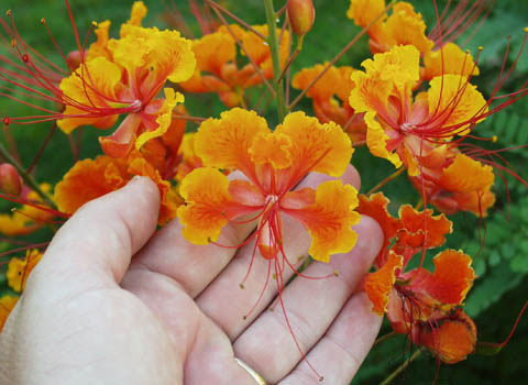 Caesalpinia_pulcherrima_flowerCU.jpg