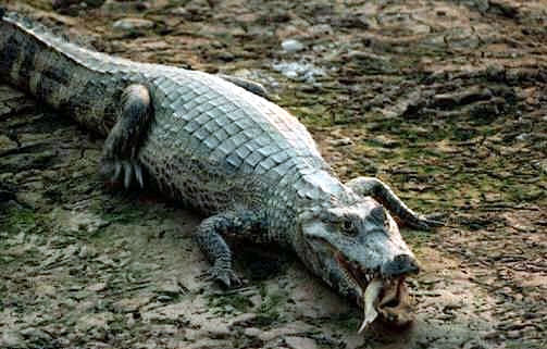 caiman.jpg
